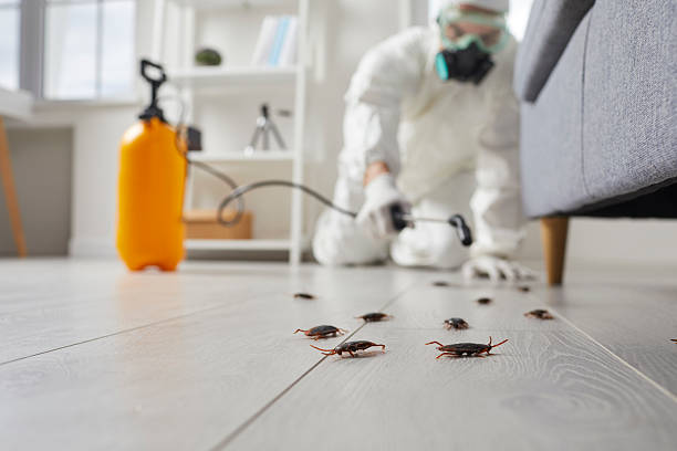 Post-Treatment Bed Bug Interceptor Monitoring in Des Allemands